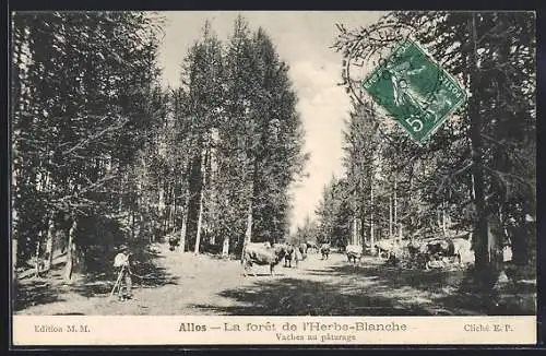 AK Allos, La foret de l`Herbe-Blanche