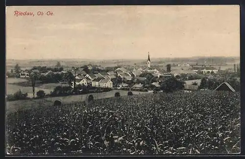 AK Riedau /Ob.-Oe., Ortsansicht mit Kirche, Panorama
