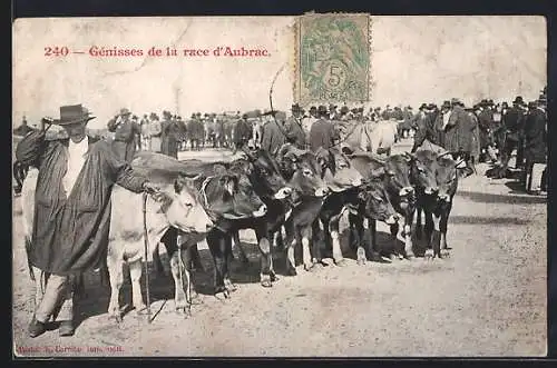 AK Aubrac, Génisses de la race d`Aubrac