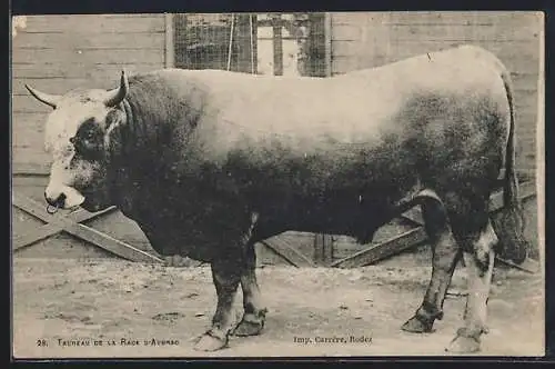 AK Taureau de la Race d`Aubrac, Stier