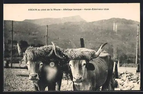 AK Ascian au pied de la Rhune, Attelage basque, Haran-Ederreko idiak