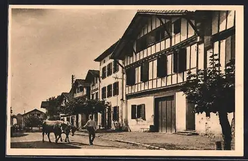 AK Ainhoa, La grande Rue du Village, un homme avec deux vâches