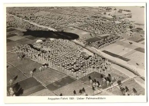 Fotografie unbekannter Fotograf, Ansicht Ägypten, Luftschiff Graf Zeppelin LZ-127 über Palmenwäldern