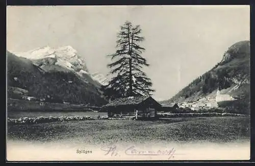 AK Splügen, Ortsansicht mit Bergpanorama von einer Wiese aus