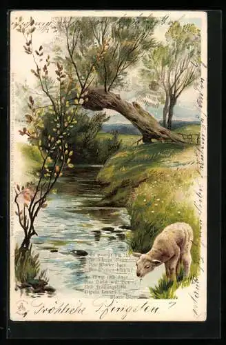 Sonnenschein-AK Lamm trinkt an einem Bach Wasser
