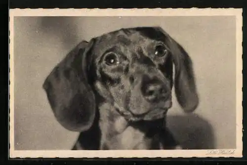 AK Dackel, Portrait mit aufmerksamem Blick