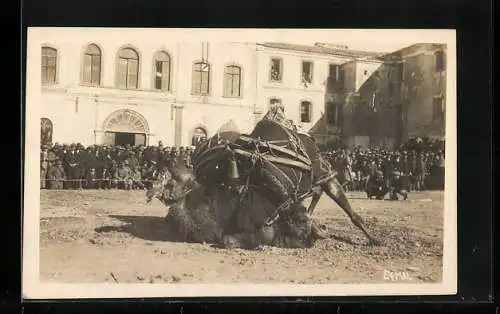 AK Kamele beim Kampf auf einem Platz vor Publikum