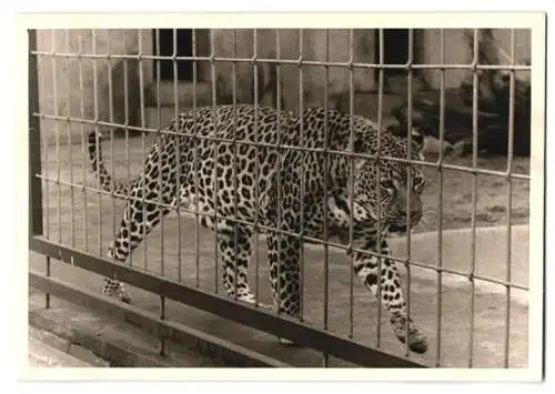 14 Fotografien unbekannter Fotograf, Ansicht Berlin, Zoologischer Garten, Leopard, Braunbär, Pelikan, Zebra u.a.