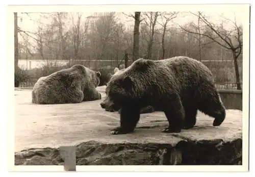 14 Fotografien unbekannter Fotograf, Ansicht Berlin, Zoologischer Garten, Leopard, Braunbär, Pelikan, Zebra u.a.