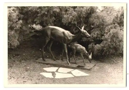 14 Fotografien unbekannter Fotograf, Ansicht Berlin, Zoologischer Garten, Leopard, Braunbär, Pelikan, Zebra u.a.