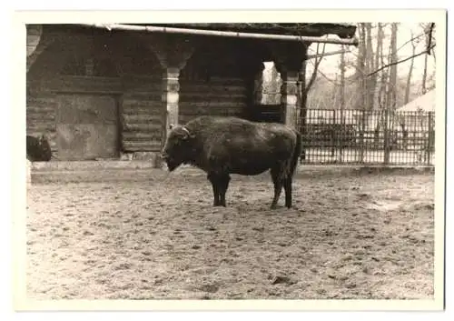 14 Fotografien unbekannter Fotograf, Ansicht Berlin, Zoologischer Garten, Leopard, Braunbär, Pelikan, Zebra u.a.