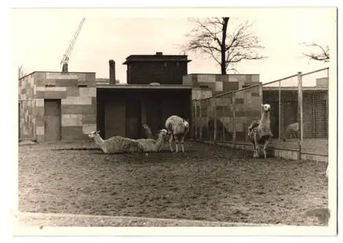 14 Fotografien unbekannter Fotograf, Ansicht Berlin, Zoologischer Garten, Leopard, Braunbär, Pelikan, Zebra u.a.