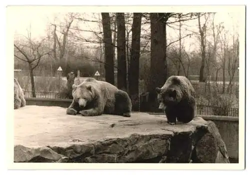 14 Fotografien unbekannter Fotograf, Ansicht Berlin, Zoologischer Garten, Leopard, Braunbär, Pelikan, Zebra u.a.