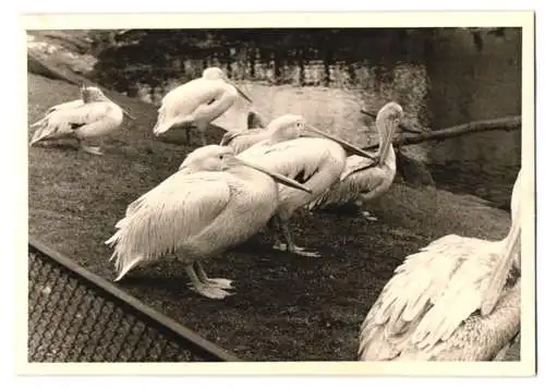 14 Fotografien unbekannter Fotograf, Ansicht Berlin, Zoologischer Garten, Leopard, Braunbär, Pelikan, Zebra u.a.