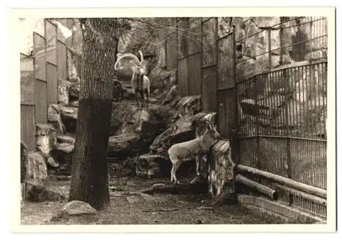 14 Fotografien unbekannter Fotograf, Ansicht Berlin, Zoologischer Garten, Leopard, Braunbär, Pelikan, Zebra u.a.