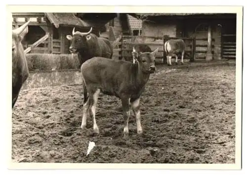 14 Fotografien unbekannter Fotograf, Ansicht Berlin, Zoologischer Garten, Leopard, Braunbär, Pelikan, Zebra u.a.