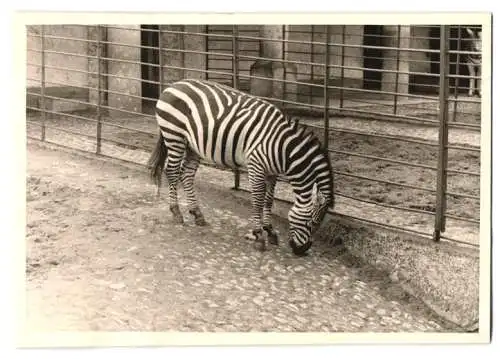 14 Fotografien unbekannter Fotograf, Ansicht Berlin, Zoologischer Garten, Leopard, Braunbär, Pelikan, Zebra u.a.