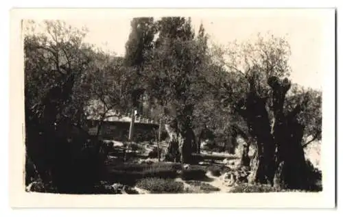 Fotografie unbekannter Fotograf, Ansicht Jerusalem - Gethsemane, Olivenbäume der Gegend