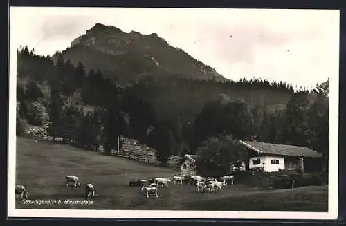 AK Fischbachau b. Birkenstein, Gasthof Schwaigeralm, Grasende Kühe und Berge