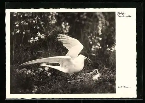 AK Fluss-Seeschwalbe mit Jungvogel, Seevögel