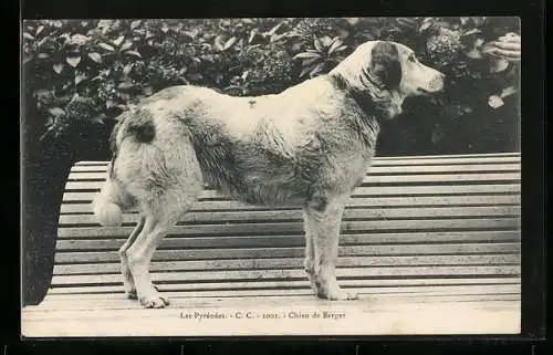 AK Les Pyrénées, Chien de Berger