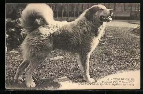 AK Chien des Pyrénées, Pyrenäenberghund