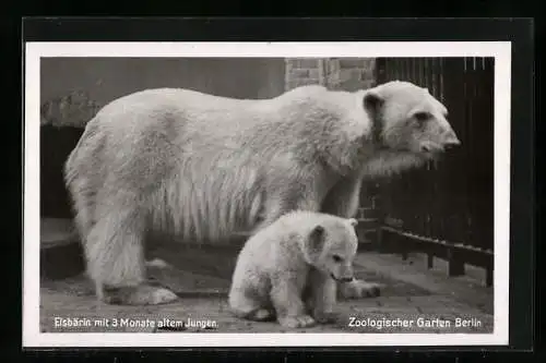 AK Berlin, Eisbärin mit 3 Monate altem Jungen im Zoo