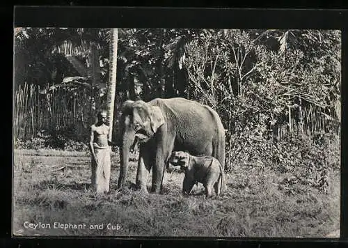 AK Ceylon, Elephant and Cub