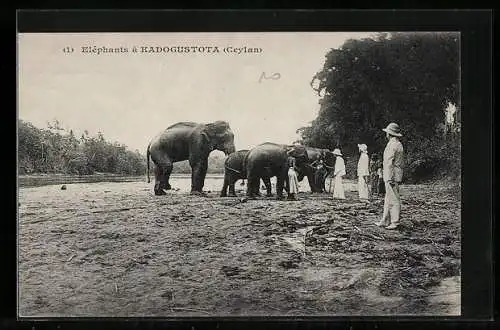 AK Kadogustota /Ceylan, Elefanten mit Führern, Westliche Touristen mit Tropenhelmen