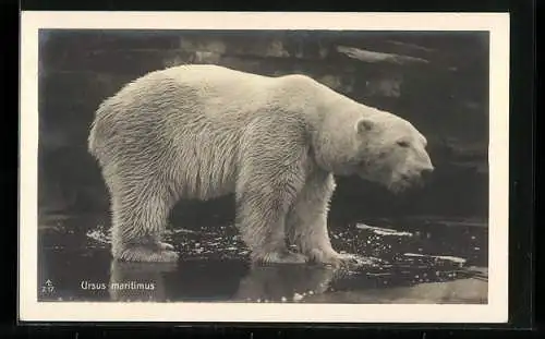 AK Eisbär im Wasser, Zoo