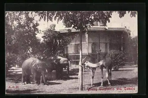 AK Young Elephants and Camels