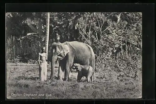 AK Ceylon, Elefantenmutter mit trinkendem Jungen