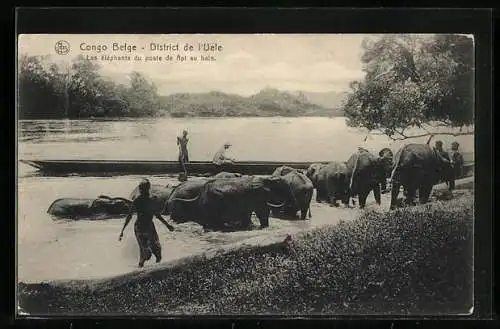 AK Congo Belge, District de l`Uele, Les éléphants du poste de Api au bain