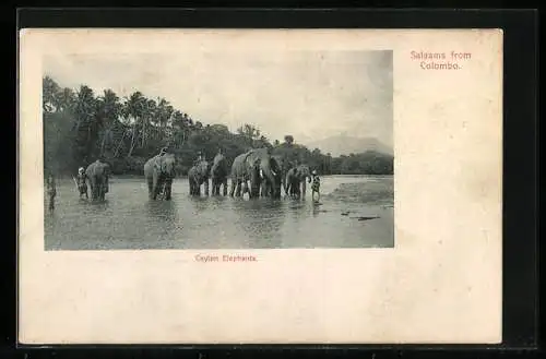 AK Colombo, Ceylon Elephants