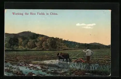 AK China, Working in the Rice Fields