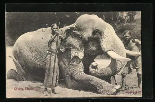 AK Ceylon Elefant mit seinem Führer