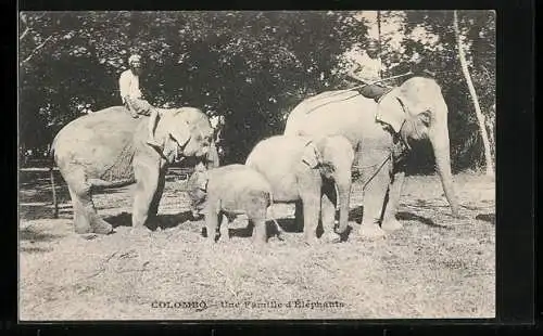 AK Colombo, Une Famille d`Éléphants, Elefantenfamilie