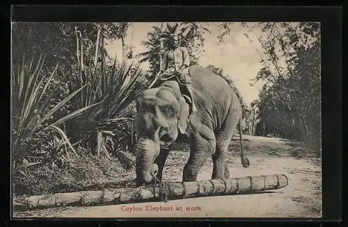 AK Ceylon Elefant bei der Arbeit