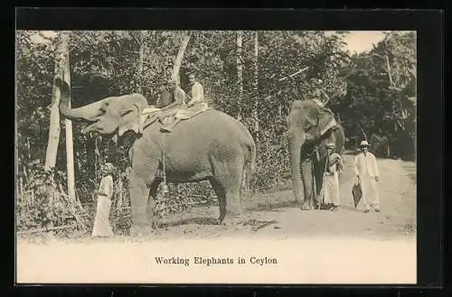 AK Ceylon, Working Elephants in Ceylon