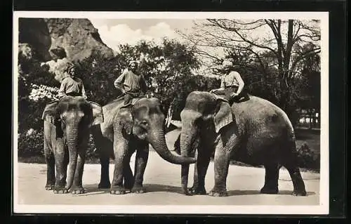 AK Hamburg-Altona-Stellingen, Carl Hagenbecks Tierpark, Indische Elefanten