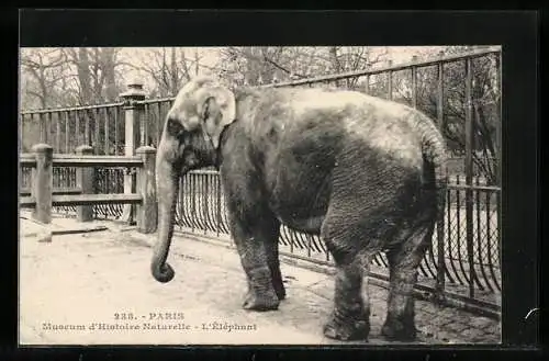 AK Paris, Museum d`Histoire Naturelle, Elefant