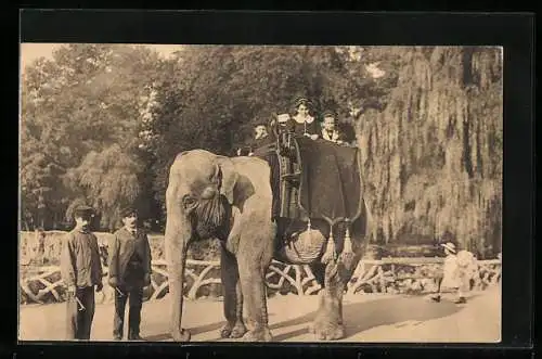 AK Anvers, Jardin Zoologique, Elephant Indien