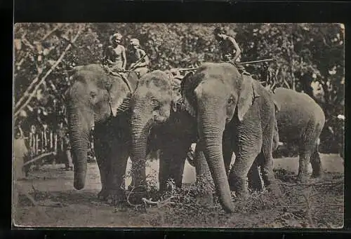 AK Colombo, Wild Elephants just captured