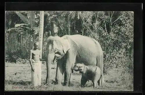 AK Colombo, Arbeits-Elefant mit Jungem