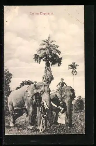 AK Ceylon, Arbeitselefanten mit Führern auf einem Feld