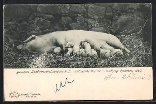 AK Hannover, Siebzehnte Wanderausstellung Deutsche Landwirtschaftsgesellschaft 1903, Sau mit Ferkeln