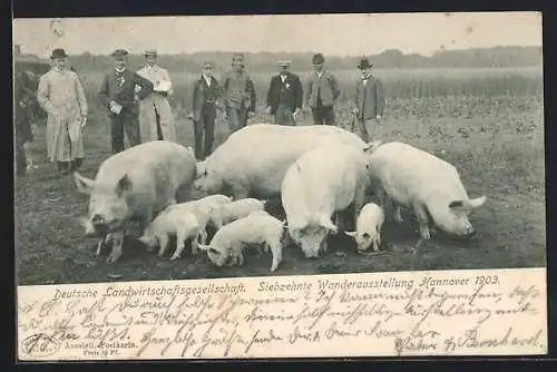 AK Hannover, Deutsche Landwirtschaftsgesellschaft, 17. Wanderausstellung 1903, Schweine