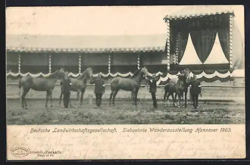 AK Hannover, Deutsche Landwirtschaftsgesellschaft, 17. Wanderausstellung 1903, Zuchtpferde