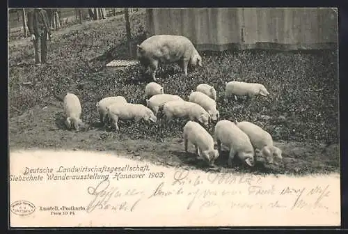 AK Hannover, Deutsche Landwirtschaftsgesellschaft, 17. Wanderausstellung 1903, Sau mit Ferkeln