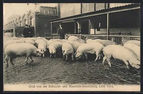 AK Köln, Schlacht- und Mastvieh-Ausstellung 1914, Eine Gruppe von Schweinen